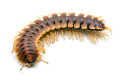 Coromus sp. chocolate Togo adult